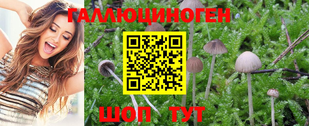 Галлюциногенные грибы GOLDEN TEACHER  купить закладку  Кингисепп  Псилоцибиновые грибы Magic Shrooms  Вход с VPN 